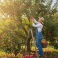 quelqu un qui cueille des pommes sur un pomier